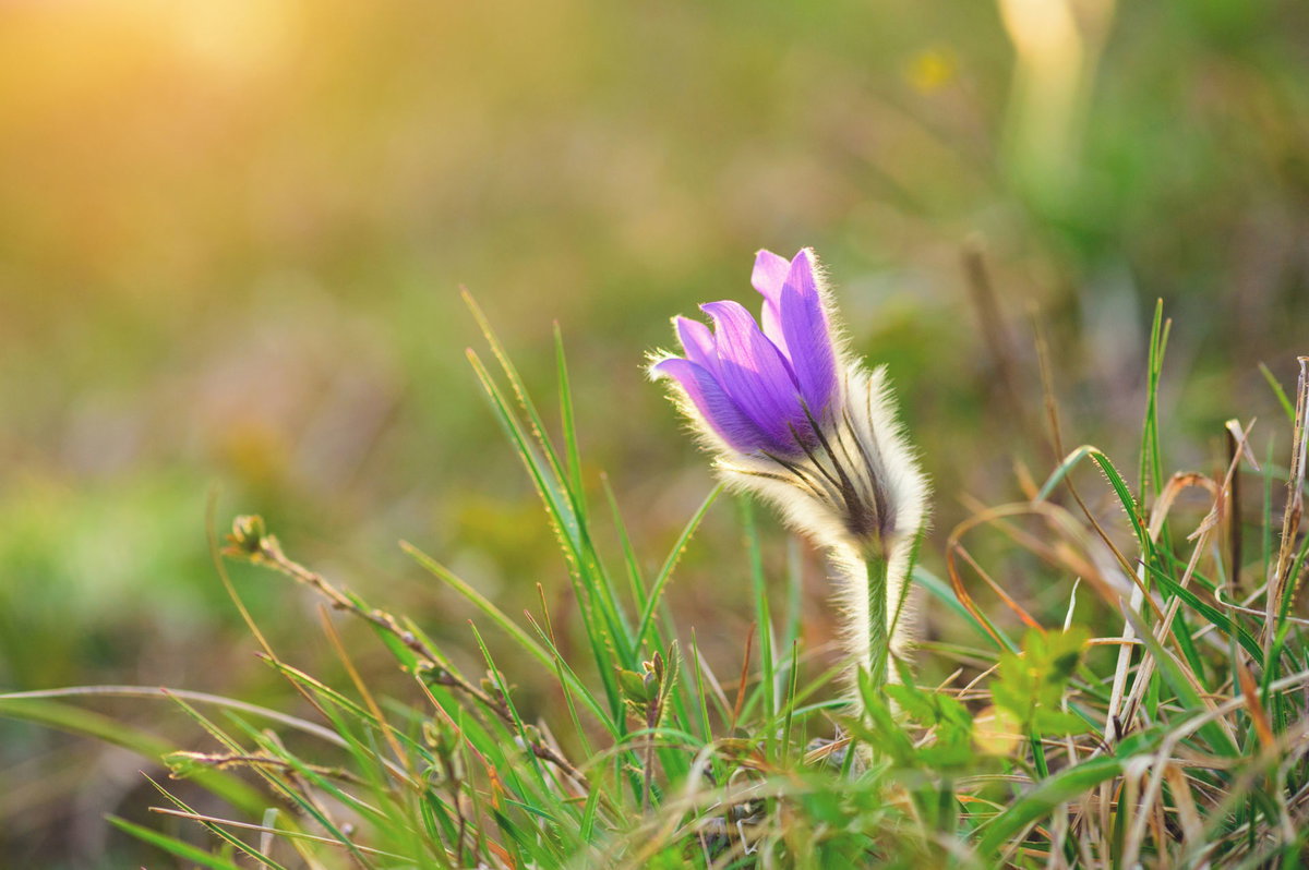 Pulsatilla D6 mindert Frauenleiden