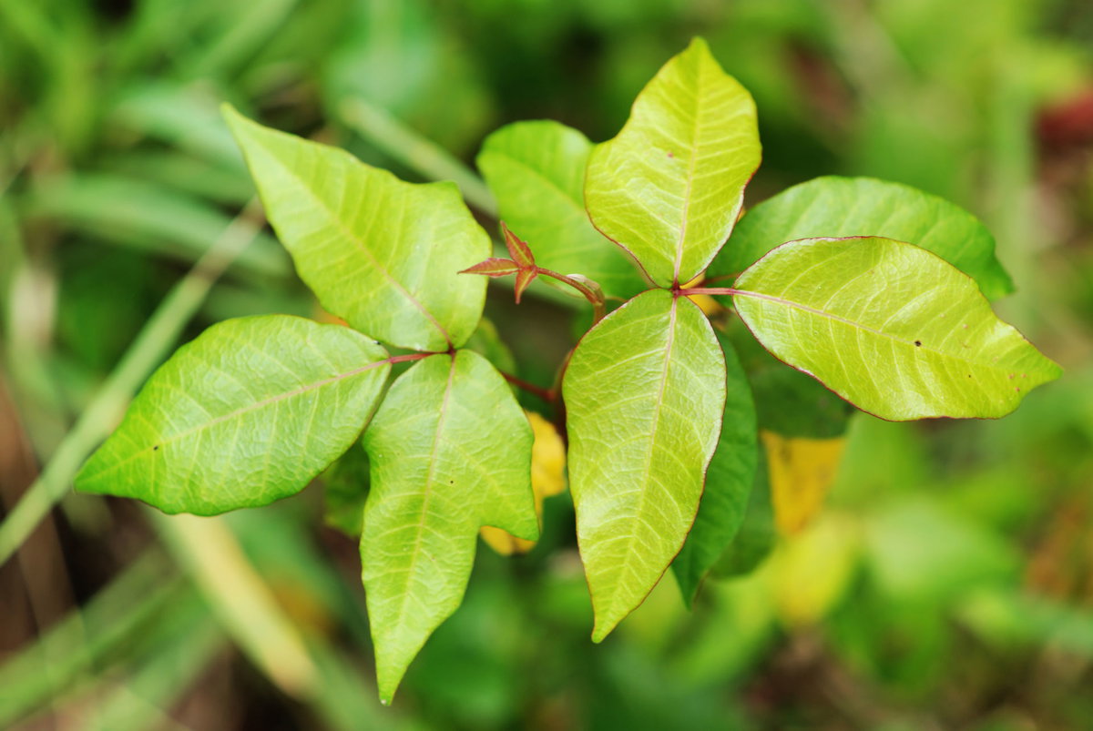 Rhus toxicodendron D12 vertreibt Bewegungsschmerzen