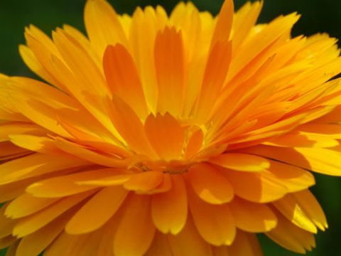 Die Ringelblume