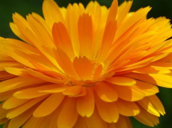 Die Ringelblume