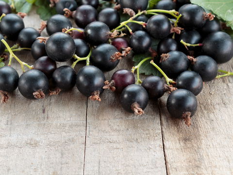 Leckere Rezepte mit Jostabeeren 