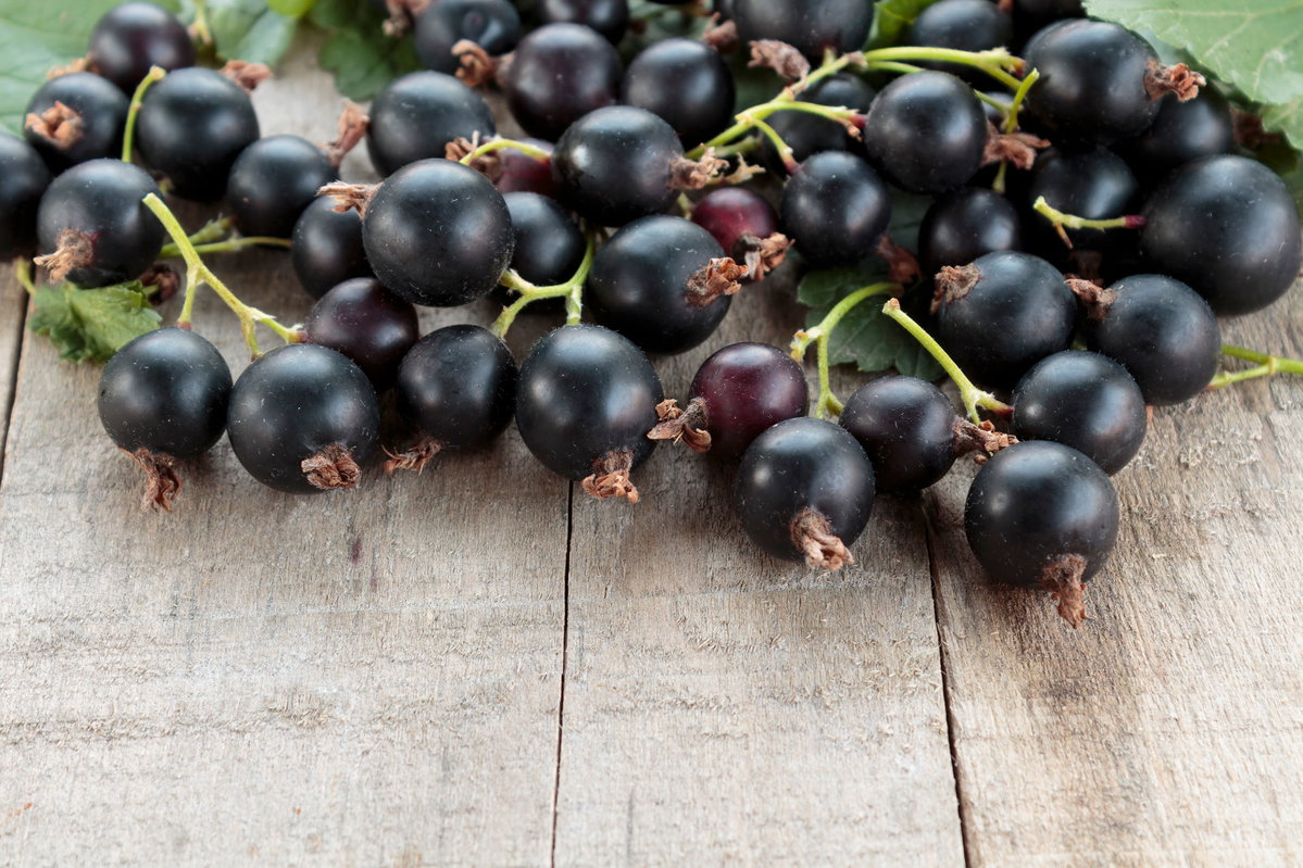 Rezepte mit Jostabeeren