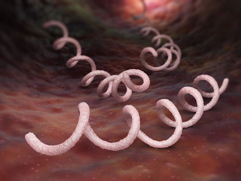 Zahl der Syphilis-Fälle steigt - besonders in Deutschland