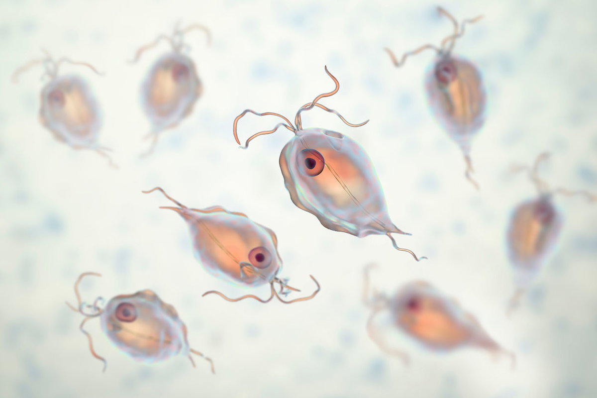 Trichomoniasis-Erreger