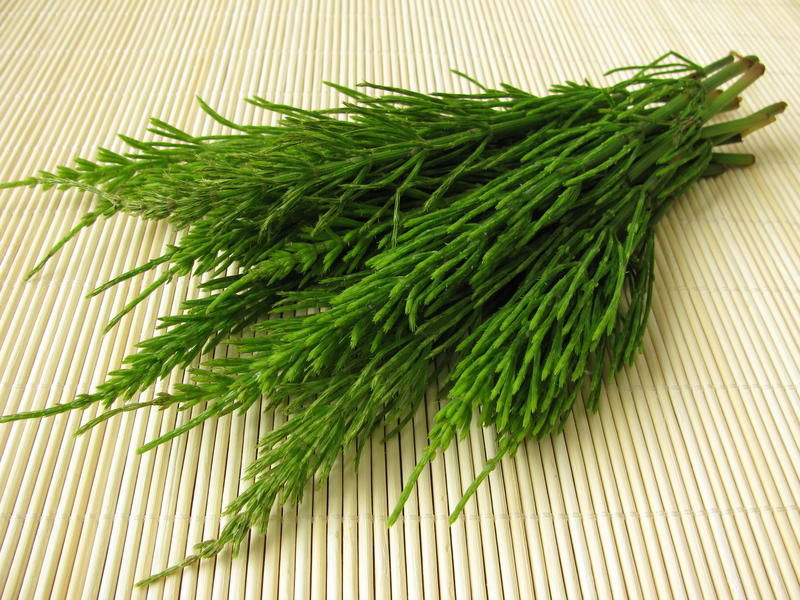 Zinnkraut