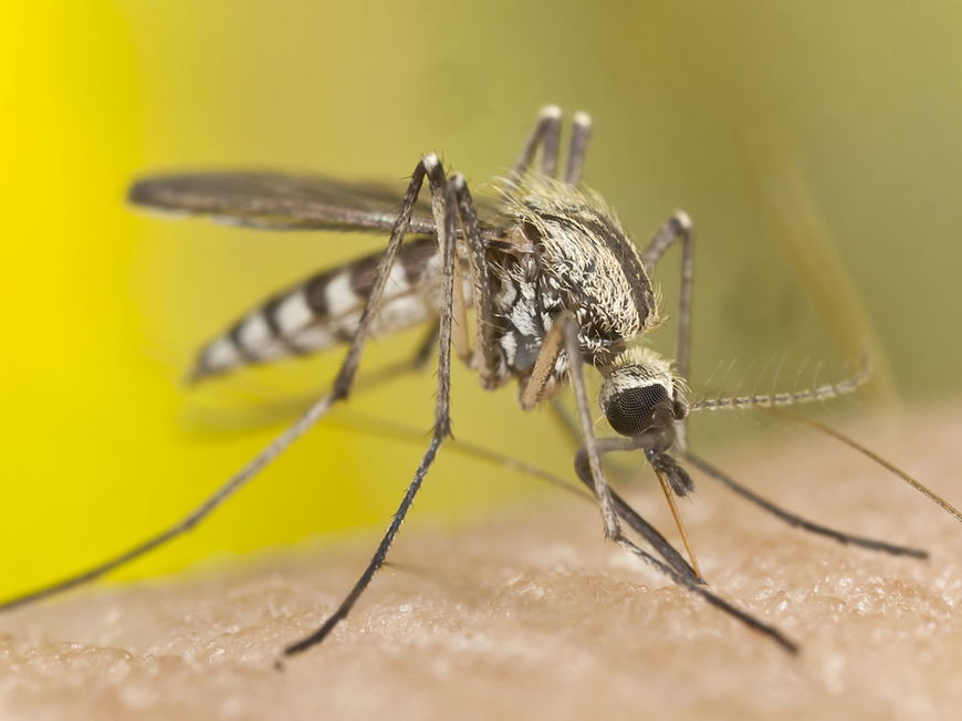 Insektenstich: Erste-Hilfe bei Mücken & Co.
