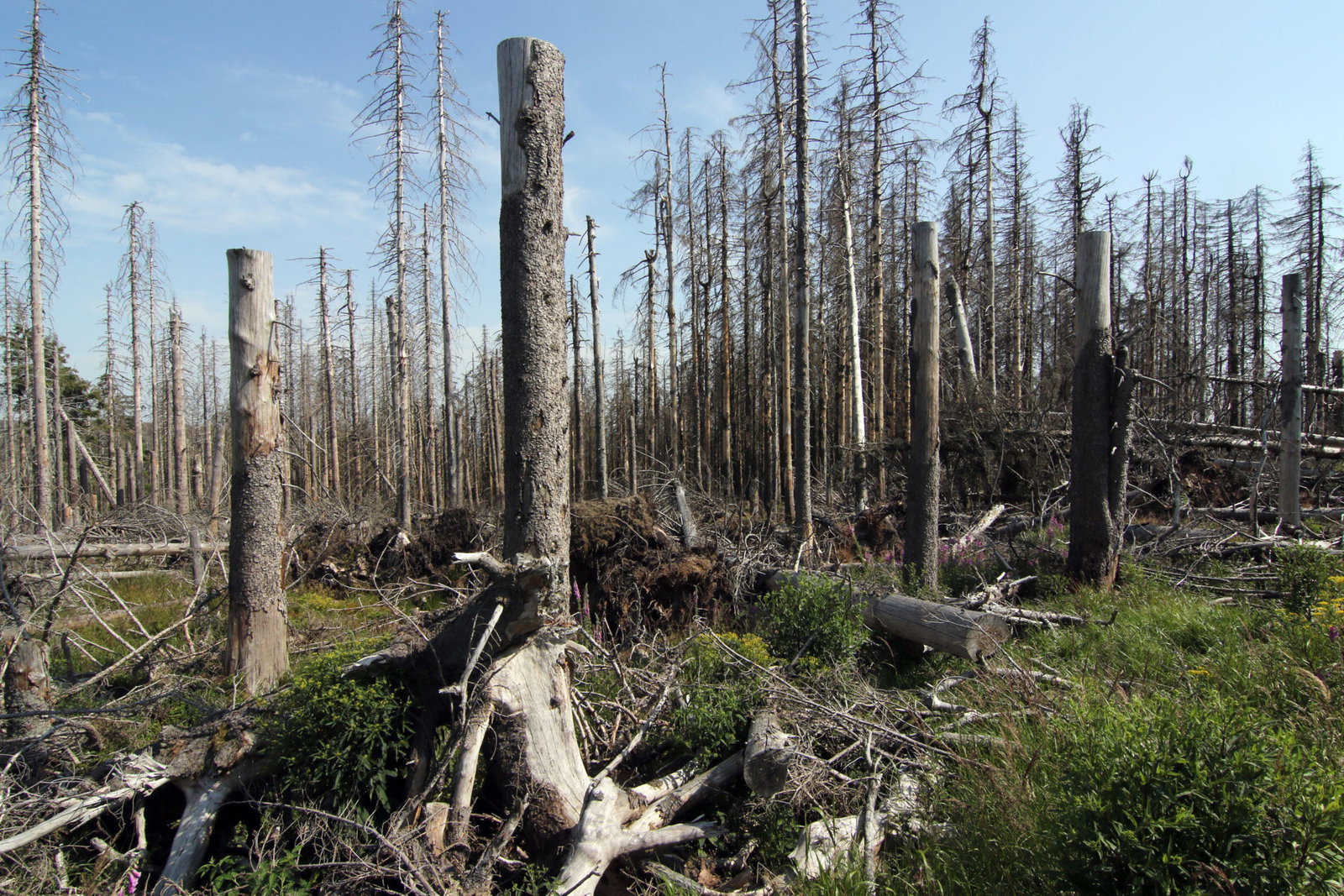 Krisengipfel: Massives Waldsterben wegen des Klimawandels