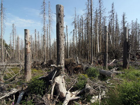 Krisengipfel: Massives Waldsterben wegen des Klimawandels