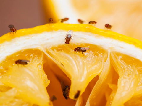 Fruchtfliegen in der Küche: 4 Tipps, um sie loszuwerden