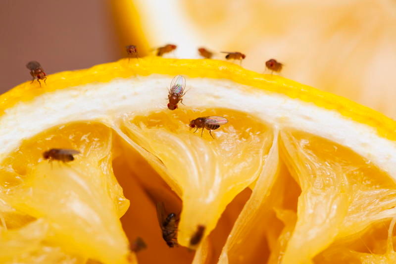 Fruchtfliegen auf Orange