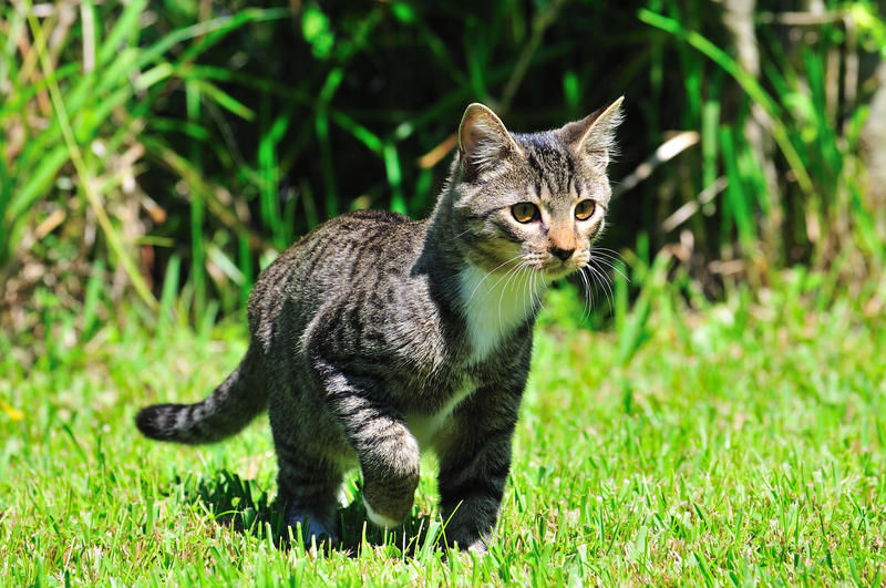 Schon bald soll es einen Impfstoff gegen Katzenallergie geben!