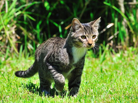 Schon bald soll es einen Impfstoff gegen Katzenallergie geben!