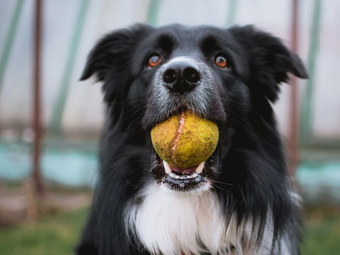 Öko-Test 2024: Futterhaus hat "sehr gutes" Hundespielzeug