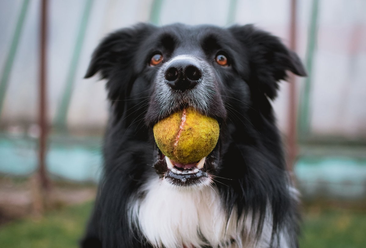 Lassen sich Nutzer unbewusst wie Hunde trainieren und steuern? Zumindest ansatzweise scheint dies möglich zu sein.