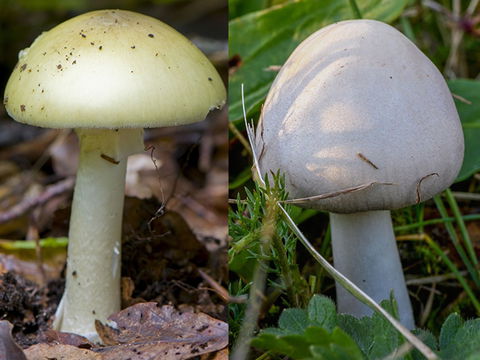 Giftigen Knollenblätterpilz gegessen? Das müssen Sie jetzt tun!