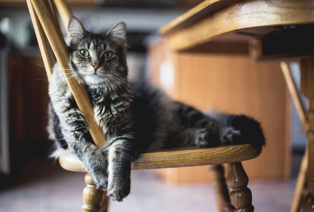 Katze liegt auf Stuhl