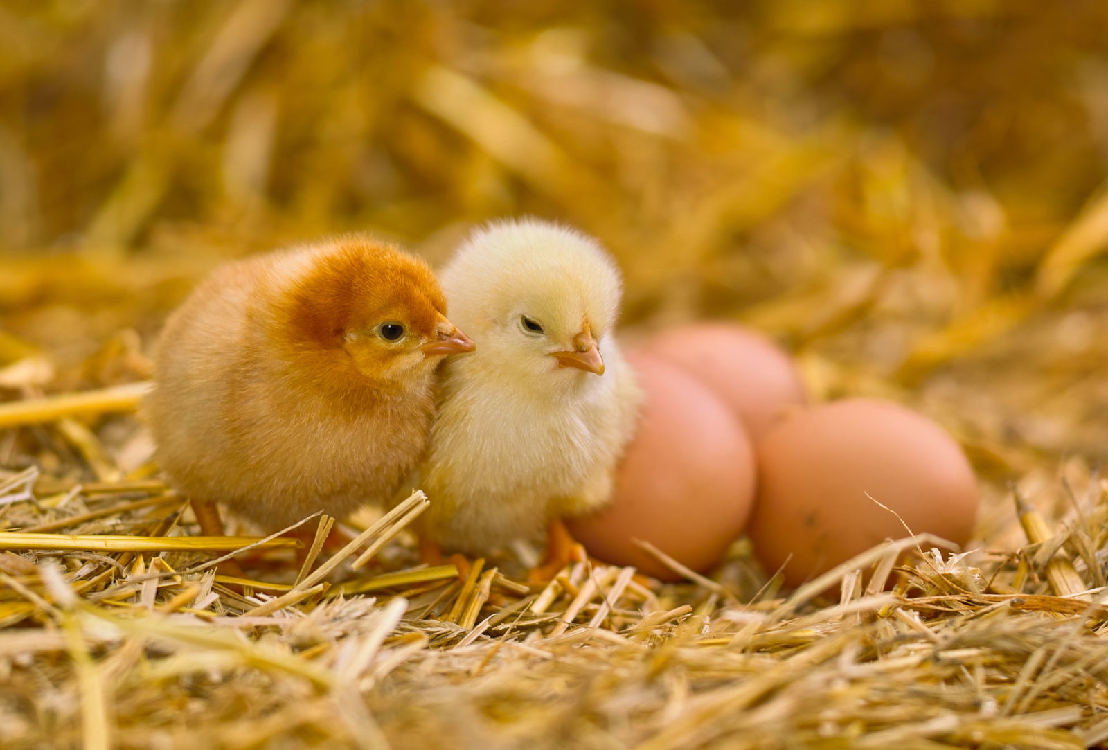 Mehr Tierwohl: Bei diesen Eiern sterben keine Küken