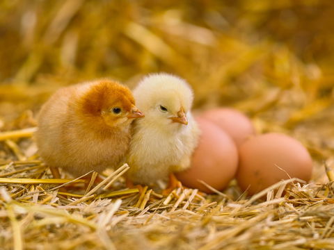 Mehr Tierwohl: Bei diesen Eiern sterben keine Küken