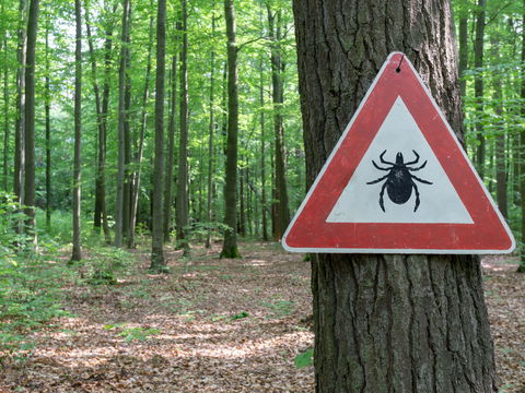 Vermeiden Sie diese 4 typischen Fehler beim Entfernen von Zecken