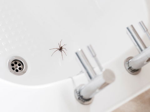 Spinnen im Haus: Die 5 besten Hausmittel und Tipps
