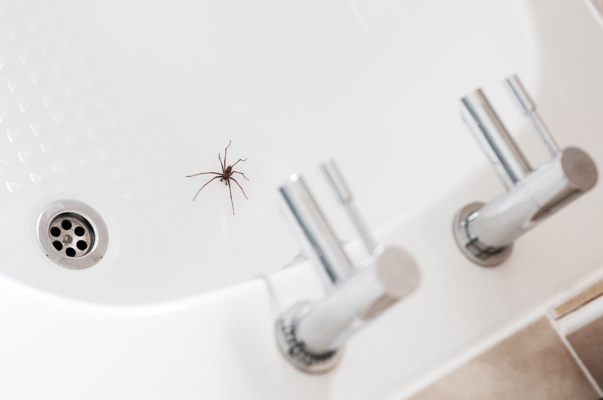 Spinne im Waschbecken
