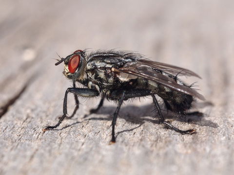 Hausmittel: So können Sie Fliegen vertreiben