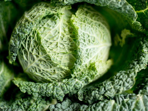 Kohlwickel: Bei diesen Leiden hilft das Hausmittel