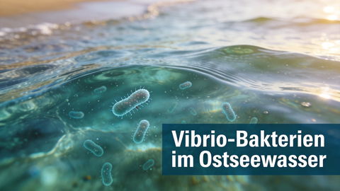 Vibrionen beim Baden: Symptome, Risiken und Schutz in der Ostsee